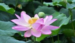 Nelumbo Nucifera – The $1 Trillion Raw Material Commodity in Plantae Kingdoms