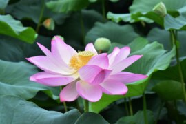 Nelumbo Nucifera – The $1 Trillion Raw Material Commodity in Plantae Kingdoms